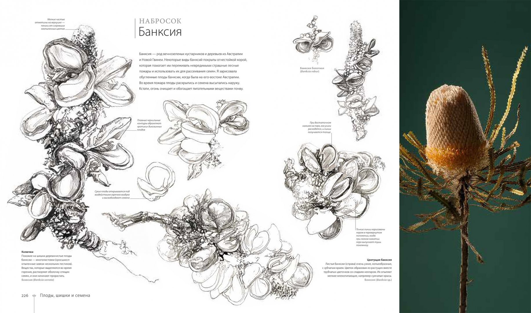 Иллюстрация 3 из 40 для Ботаника для художника. Полное руководство по рисованию растений - Сара Симблет | Лабиринт - книги. Источник: Лабиринт