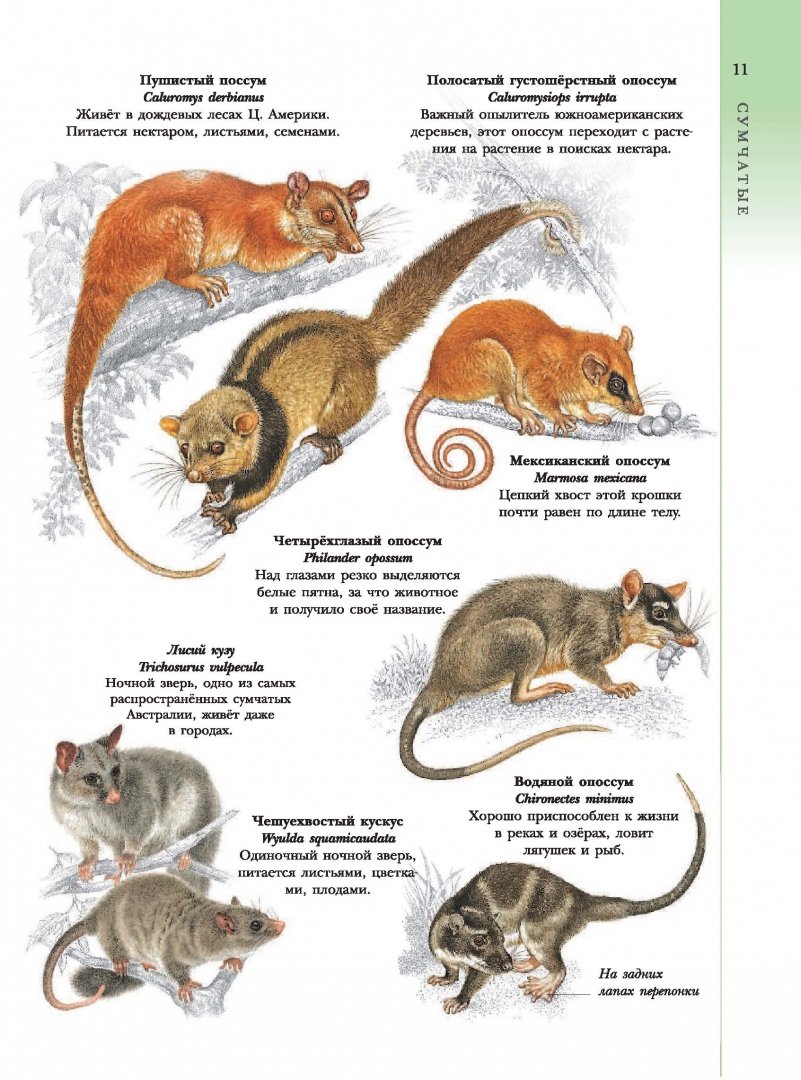 Иллюстрация 10 из 46 для Животные | Лабиринт - книги. Источник: Лабиринт