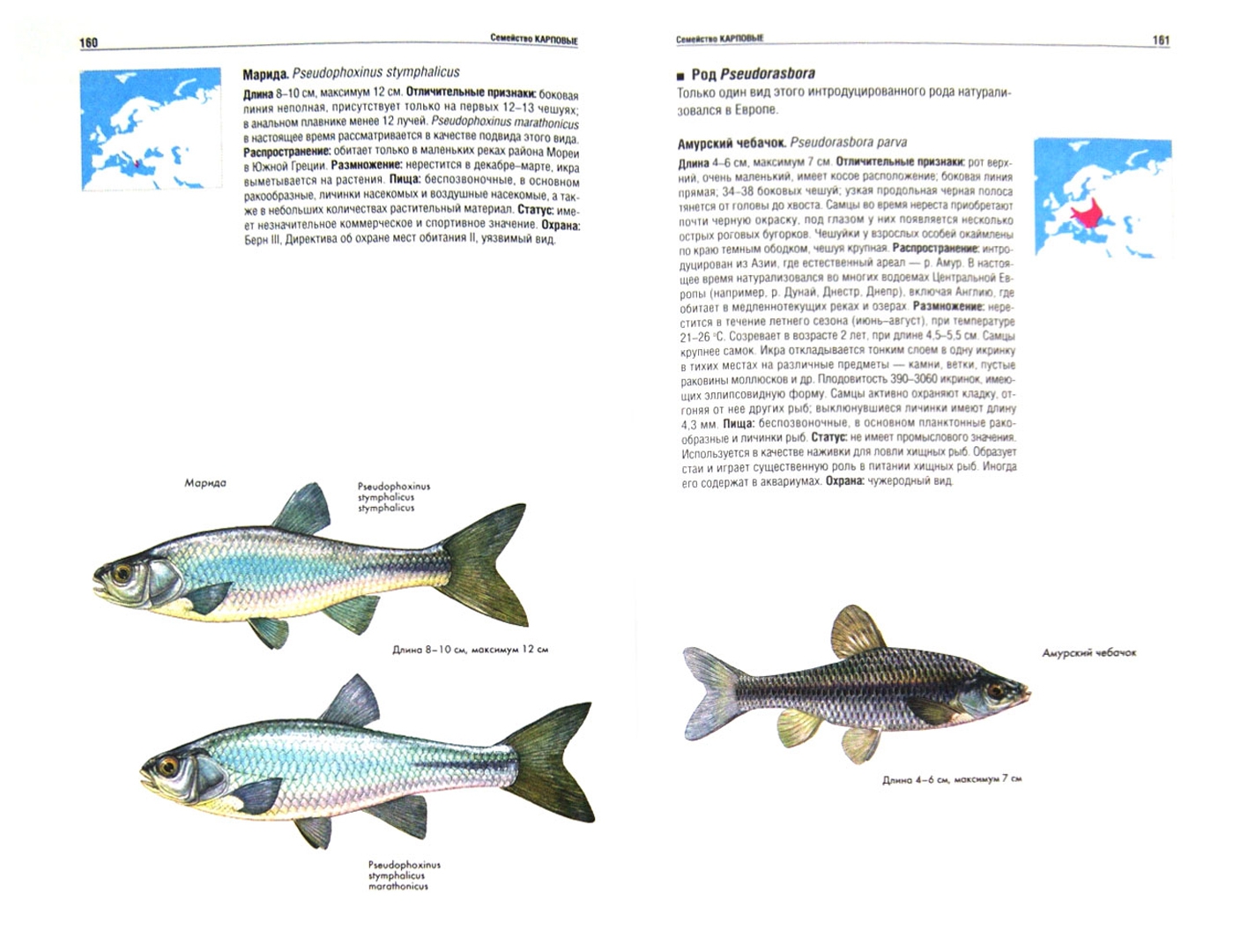 Иллюстрация 1 из 15 для Атлас рыб. Определитель пресноводных видов Европы - Мэйтленд, Сиделева, Линсел | Лабиринт - книги. Источник: Лабиринт