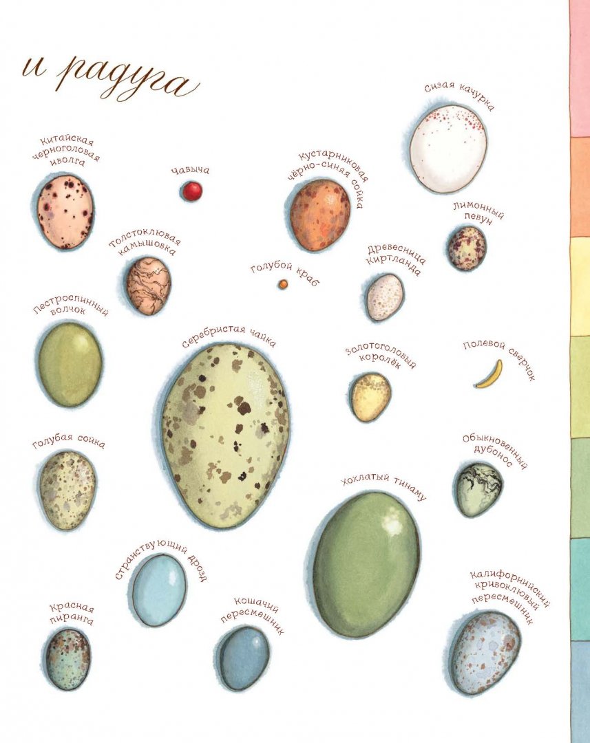 Иллюстрация 16 из 92 для Яйцо любит тишину - Дианна Астон | Лабиринт - книги. Источник: Лабиринт