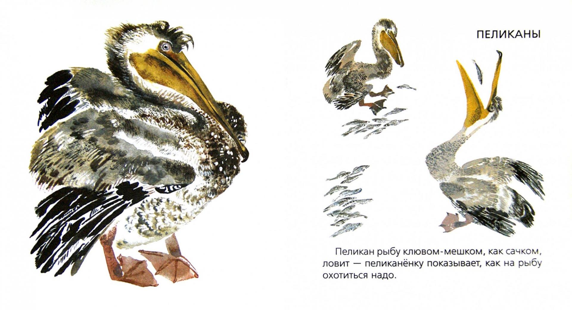 Иллюстрация 1 из 8 для Птицы - Никита Чарушин | Лабиринт - книги. Источник: Лабиринт