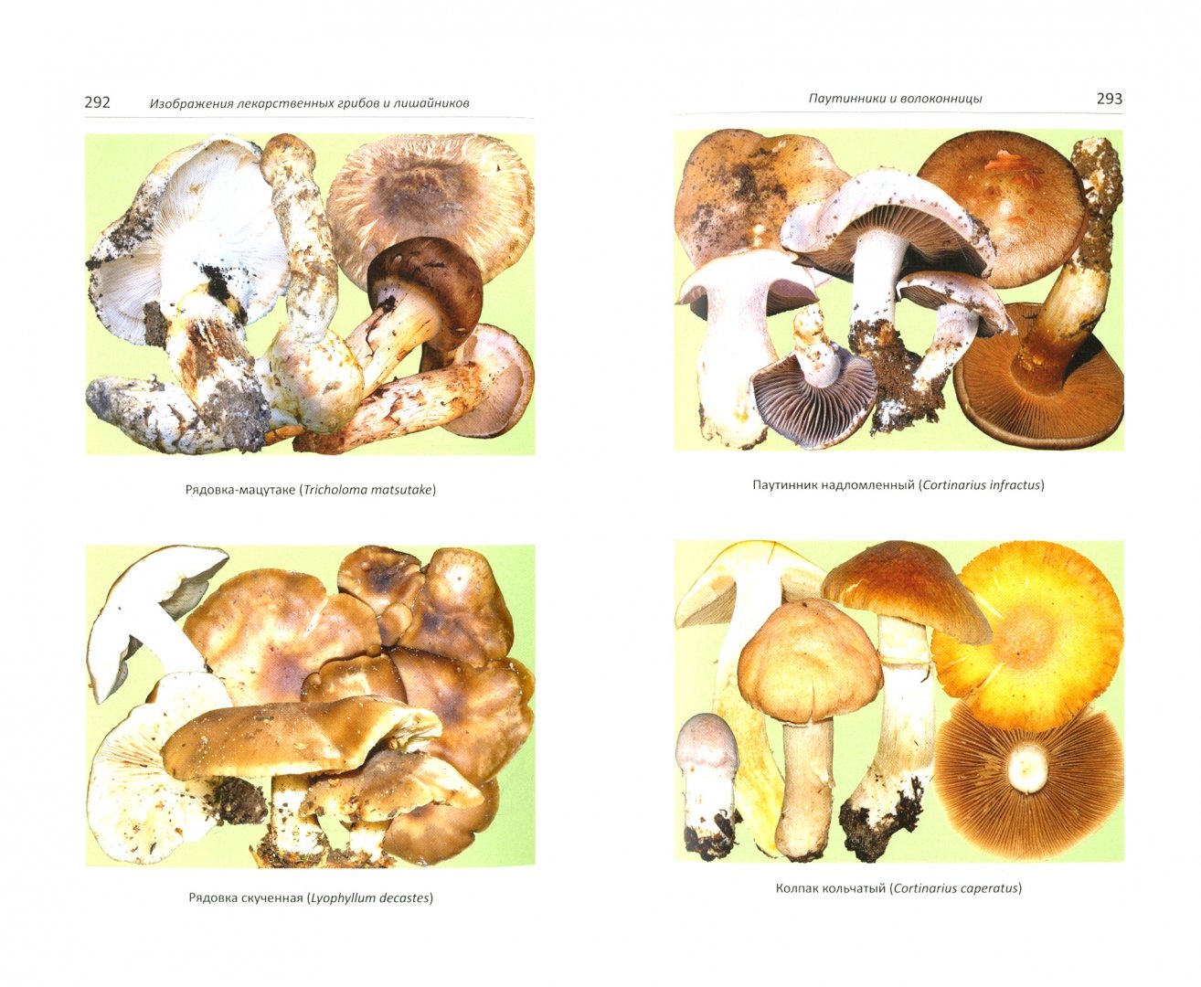 Иллюстрация 1 из 22 для Лекарственные грибы России - Михаил Вишневский | Лабиринт - книги. Источник: Лабиринт
