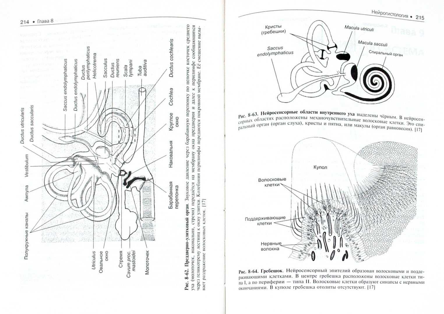 Иллюстрация 1 из 16 для Гистология, эмбриология, цитология (+ CD) - Улумбеков, Челышев | Лабиринт - книги. Источник: Лабиринт