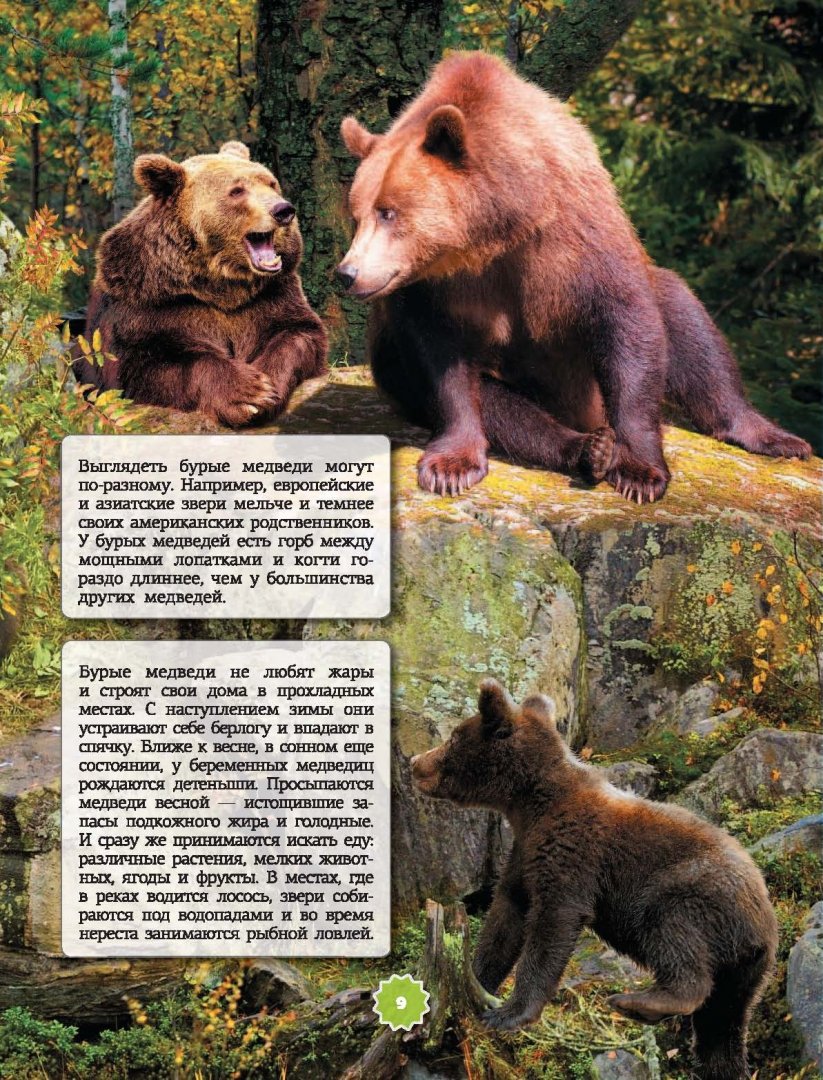 Иллюстрация 5 из 9 для Животные - Елена Папуниди | Лабиринт - книги. Источник: Лабиринт