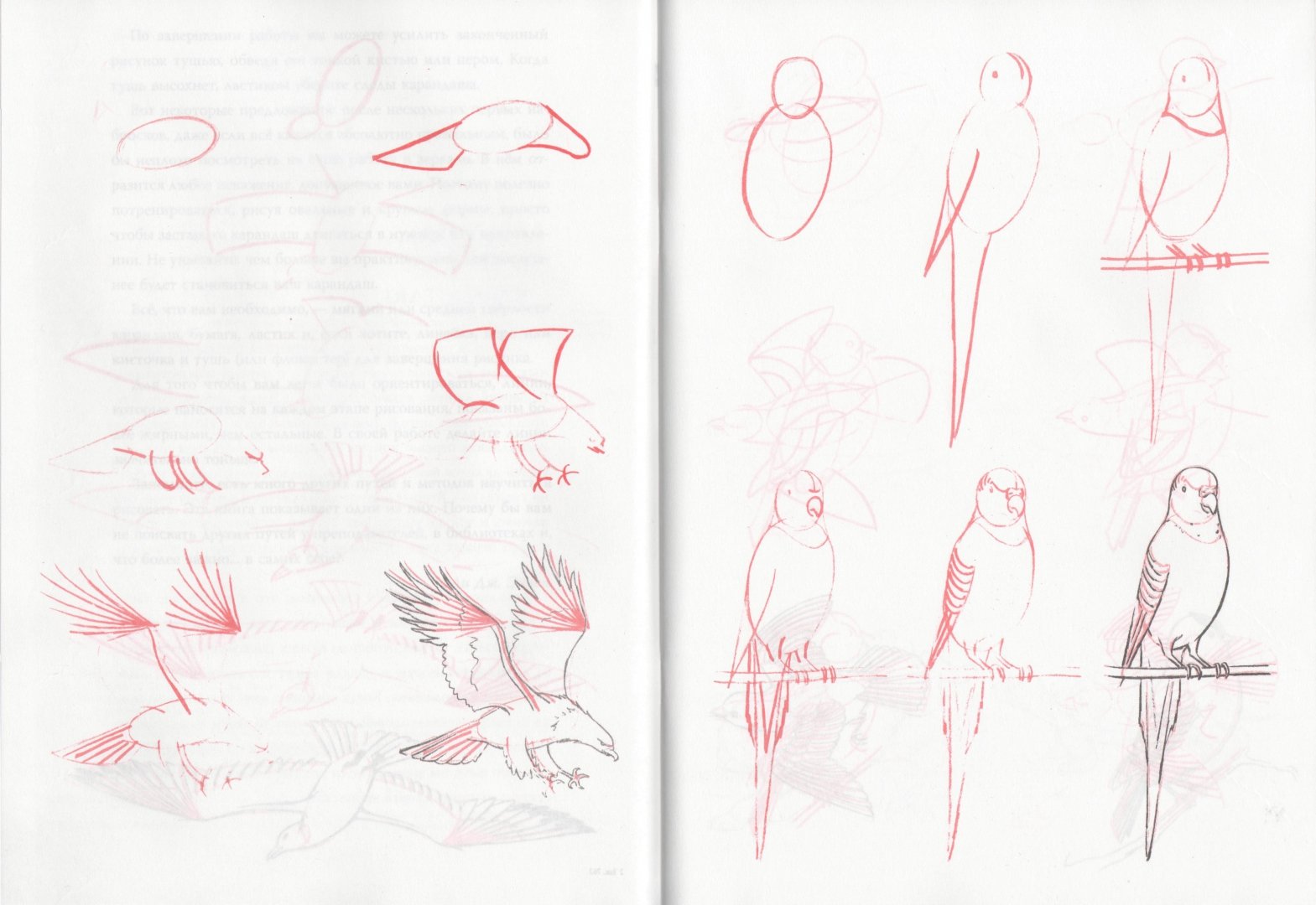 Иллюстрация 1 из 24 для Рисуем 50 животных - Ли Эймис | Лабиринт - книги. Источник: Лабиринт