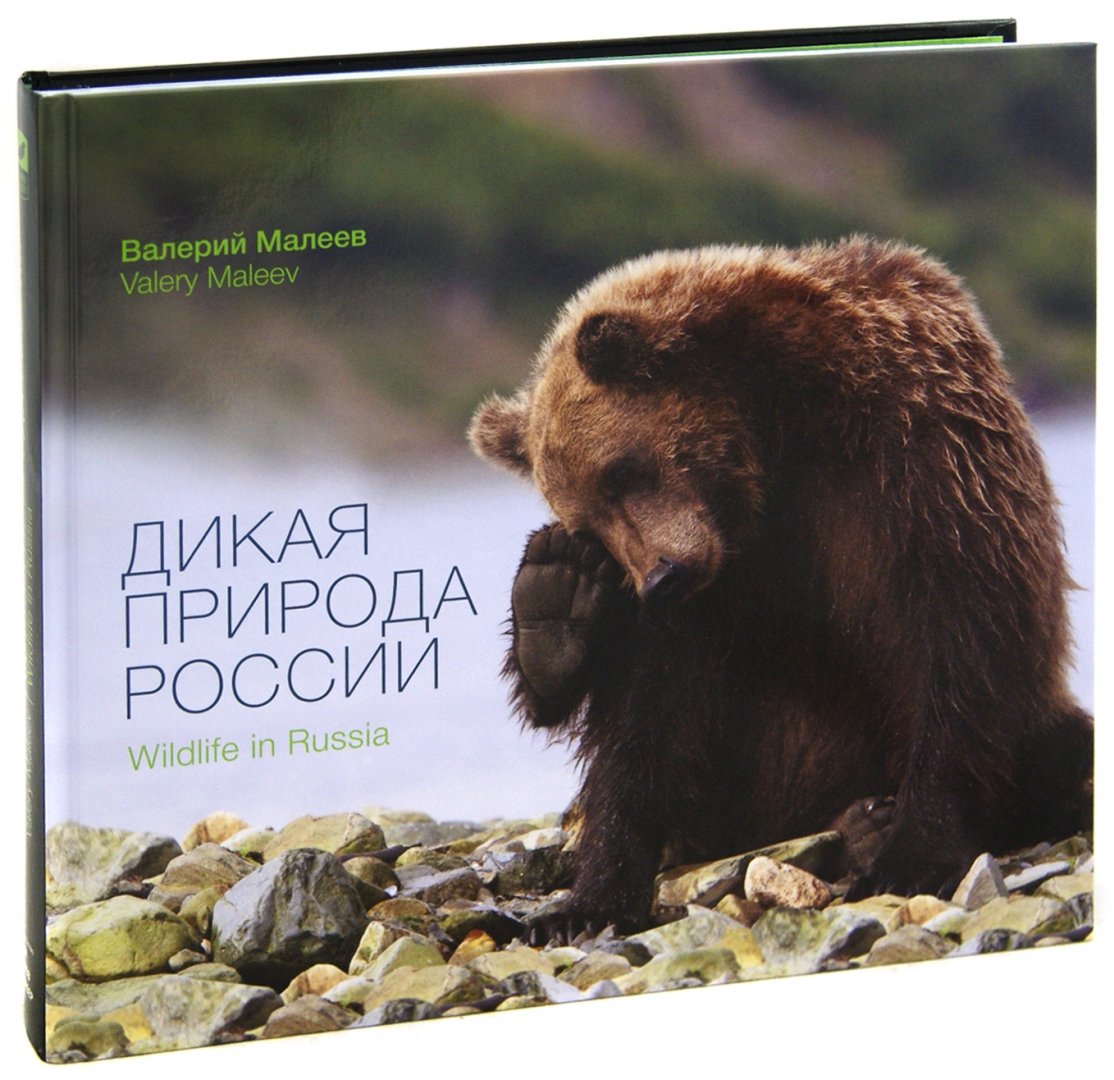 Иллюстрация 1 из 16 для Дикая природа России - Валерий Малеев | Лабиринт - книги. Источник: Лабиринт