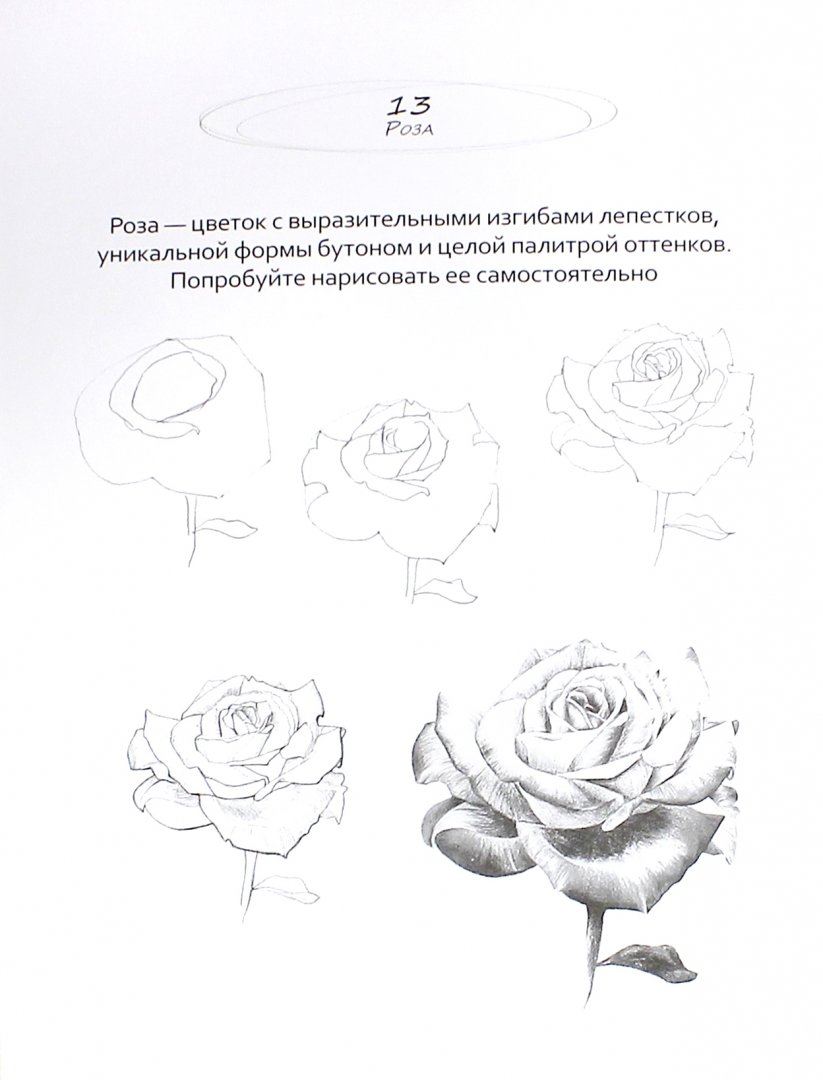 Иллюстрация 1 из 27 для Рисуем на коленке. Цветы - Голда Дали | Лабиринт - книги. Источник: Лабиринт