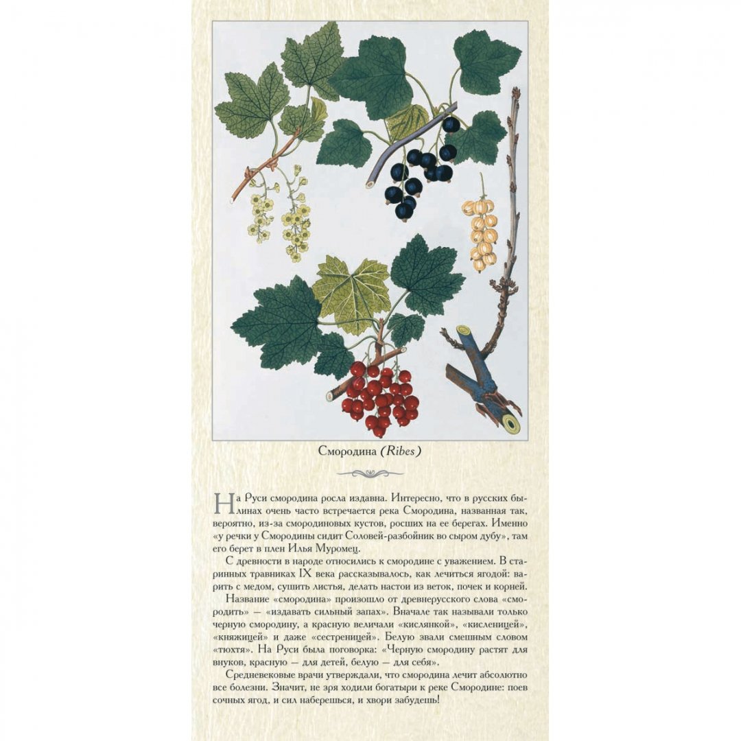 Иллюстрация 8 из 13 для Фрукты и ягоды | Лабиринт - книги. Источник: Лабиринт